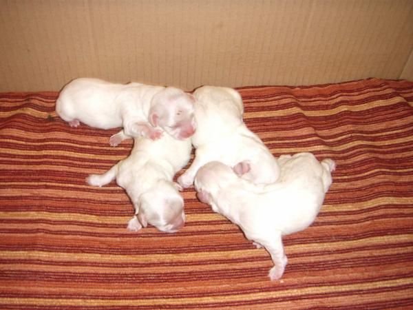 Se venden cachorros raza  bichón maltés