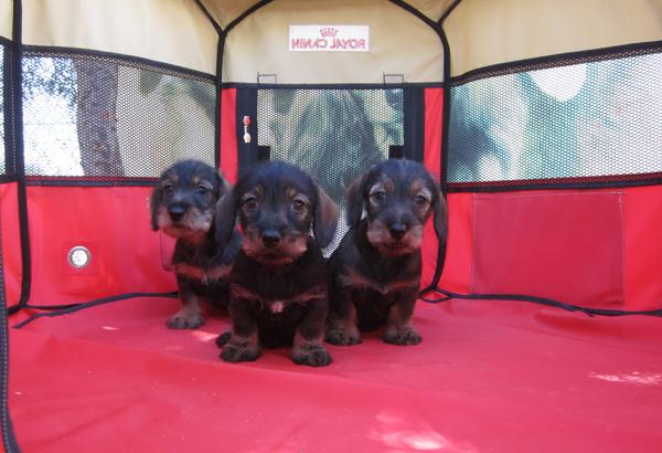 Teckels una autentica pasada de cachorros de pelo duro.