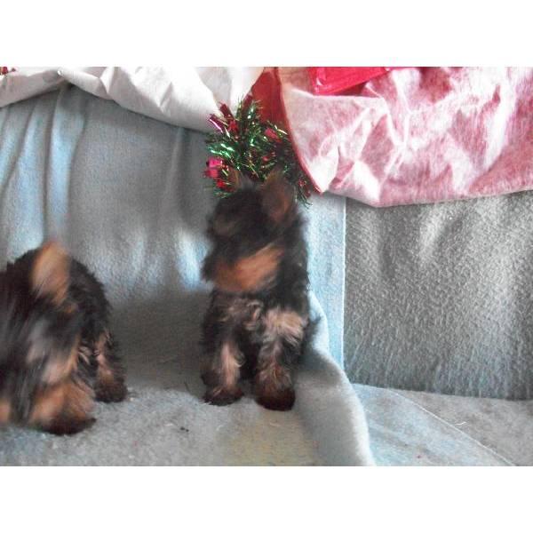 YORKSHIRE TERRIER PERROS, CACHORROS, CRIADERO, VENTA. CAMADA PRECIOSA DE YORKSHIRES, ...