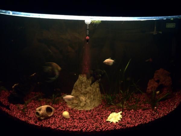 aquario 300l panoramica