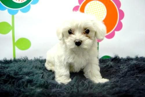 Bichon Maltes Cachorretes para entregar con 2 meses