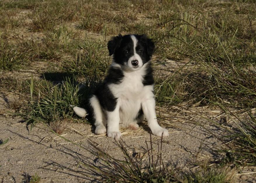 Border Collie Cachorros