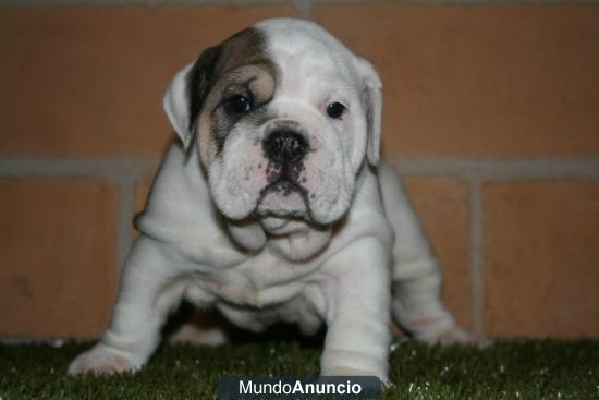 Bulldog Ingles, impresionantes cachorros