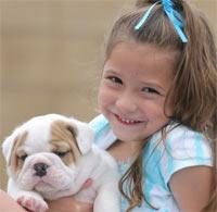 Cachorros de Bulldog (mejor calidad).