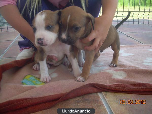 Cachorros pitbull