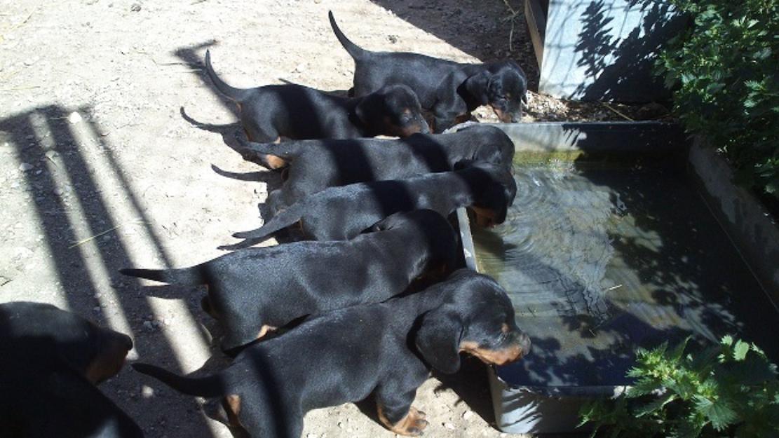 Cachorros teckel estandar pelo corto.