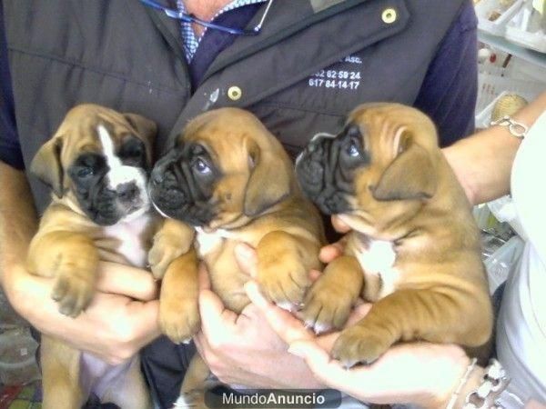 camada BOXER con PEDIGREE 350