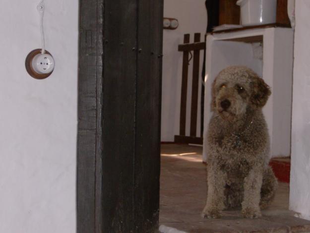 CAMADA DE PERROS DE AGUA