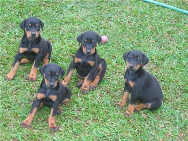 DOBERMAN 400 EUROS CON MICROCHIP