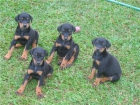 DOBERMAN 400 EUROS CON MICROCHIP - mejor precio | unprecio.es