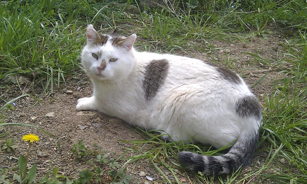 Gato adulto en la calle