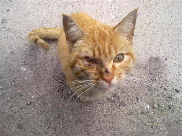 Gusy gatito abandonado