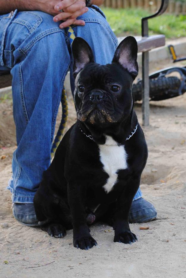 Bulldog Francés para montas