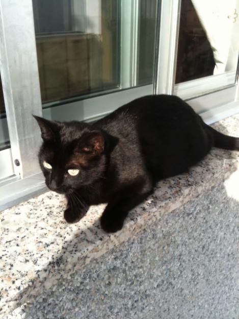 Busco Gatita negra extraviada en Sampaio. Recompensa 60 euros