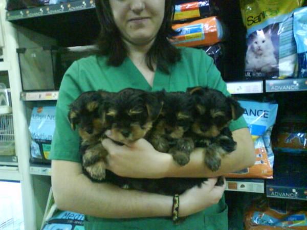 CACHORRITOS DE YORKSHIRE, 450 EUROS