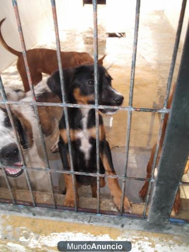 Cachorritos negro y fuego esperando su muerte