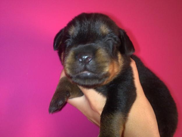 Cachorros de rottweiler