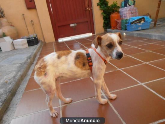 Terra cachorra no paraba de cruzar la carretera.