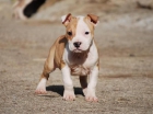 ULTIMOS TRES CACHORROS AMERICAN STAFFORDSHIRE TERRIER POTENTES CACHORROS - mejor precio | unprecio.es