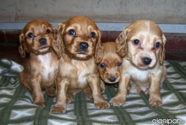 cachorritos de COCKER CON PEDIGREE 270EUROS