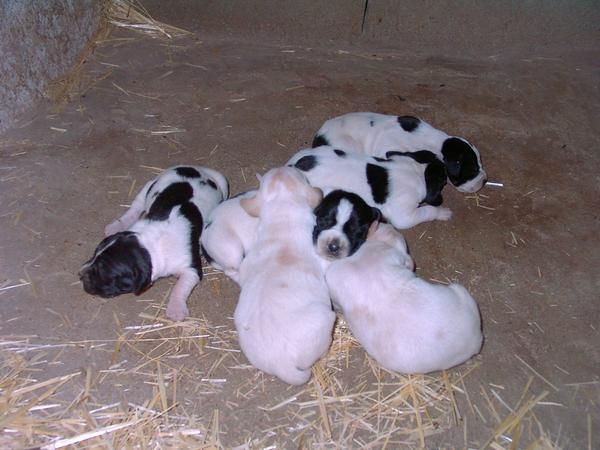 Cachorros de pointer