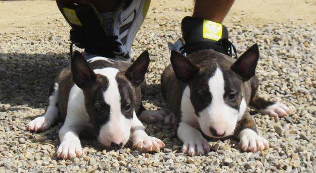 Camada Bullterrier 350€