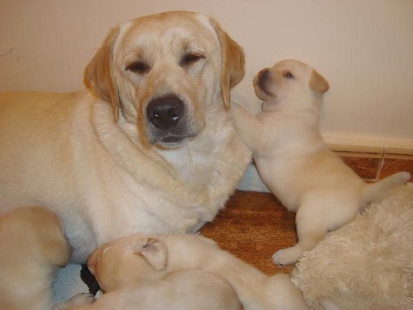 Labrador Retriever