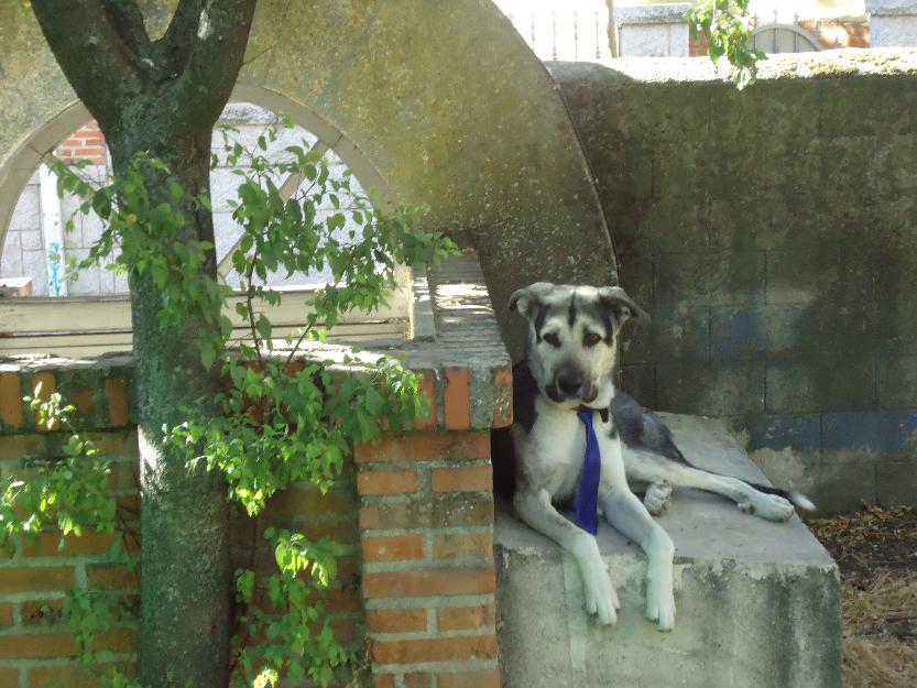 Mastin con cruce de pastor aleman (mestizo)