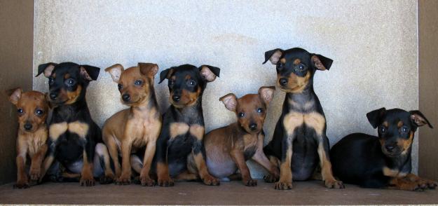 Pinscher mini, negro fuego y marron 250€