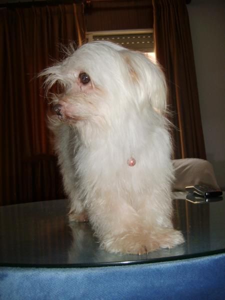 preciosa bichon maltes adulta con pedigree