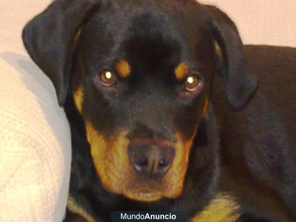 regalo rottweiler