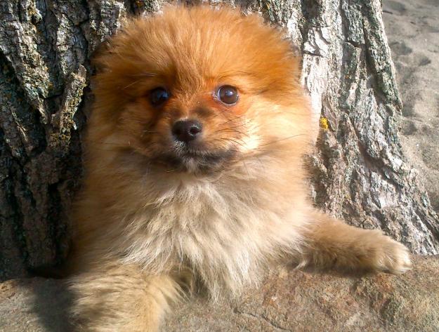 Somos criadores de pomerania spitz