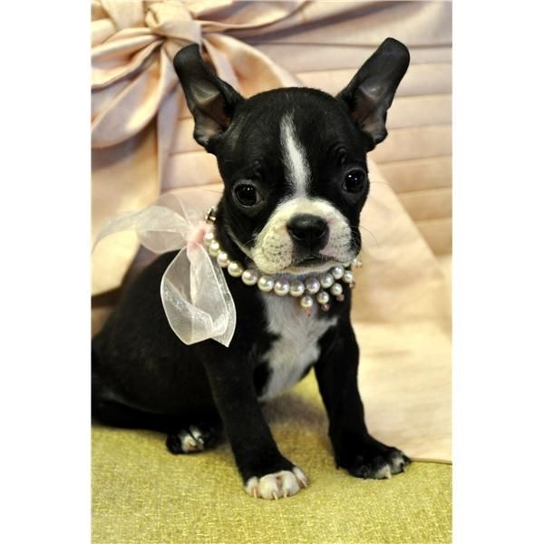 Super Pequeños Navidad Boston Terrier cachorros gratis