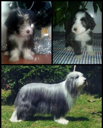 Venta de cachorros Bearded Collie