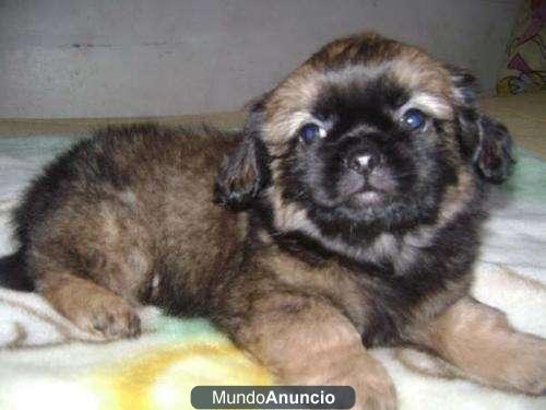 Pequines ¡El excelente cachorro que deseas!