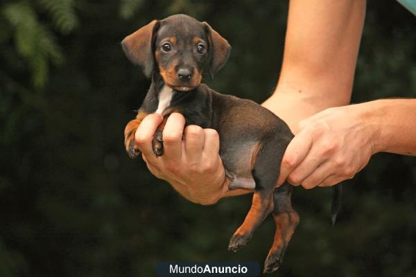 ☆☆☆CACHORRO TECKEL MINIATURA COLOR CHOCOLATE