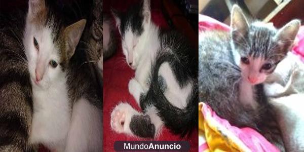 3 gatitos para adoptar 5 meses ayuda