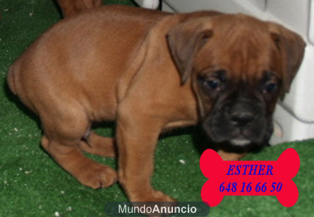 Boxer, espectaculares cachorros