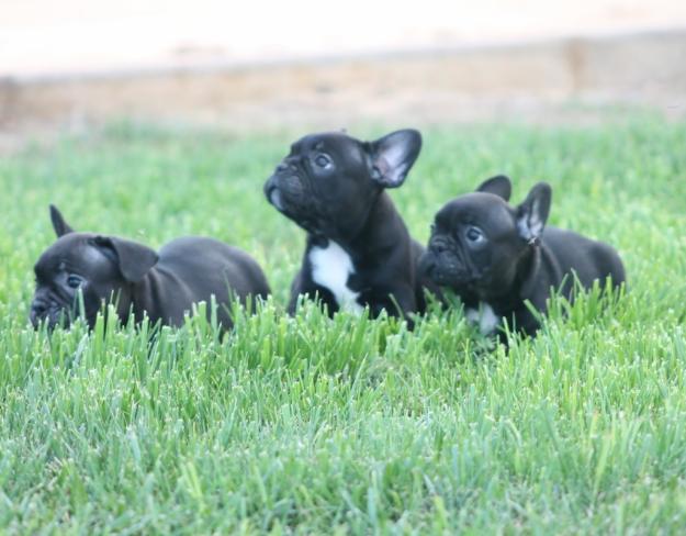 Cachorros de Bulldog Frances