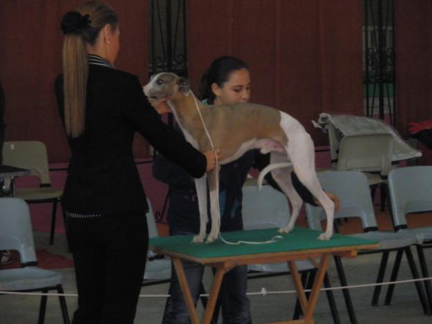 futura camada de whippet para exposcion - España