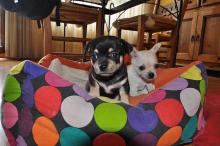 Preciosos cachorritos Chihuahuas