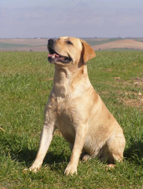 SE OFRECE PRECIOSO LABRADOR PARA MONTA.