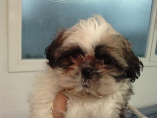 SHIH TZU CACHORROS MAGNIFICOS 2 MESES DE EDAD