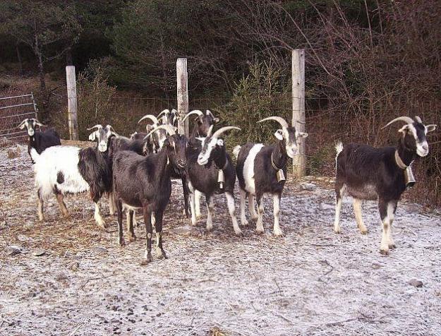 Vendo 100 cabras pirenaicas