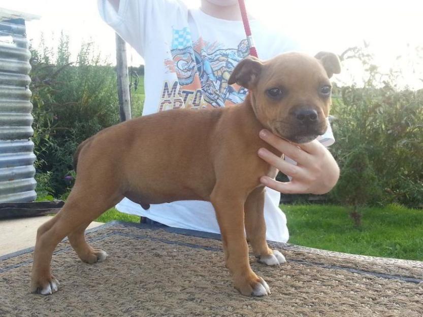 12 semanas de edad Bull Terrier Staffordshire.