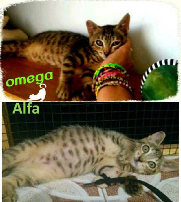 Alfa y Omega GATitos tigre acogida urgente, son un amor!!