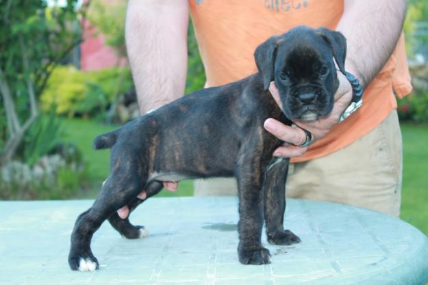 cachorros de boxer