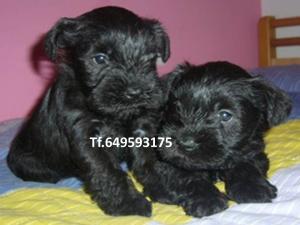 Cachorros de schnauzer minis Negros, machos y hembras 490€