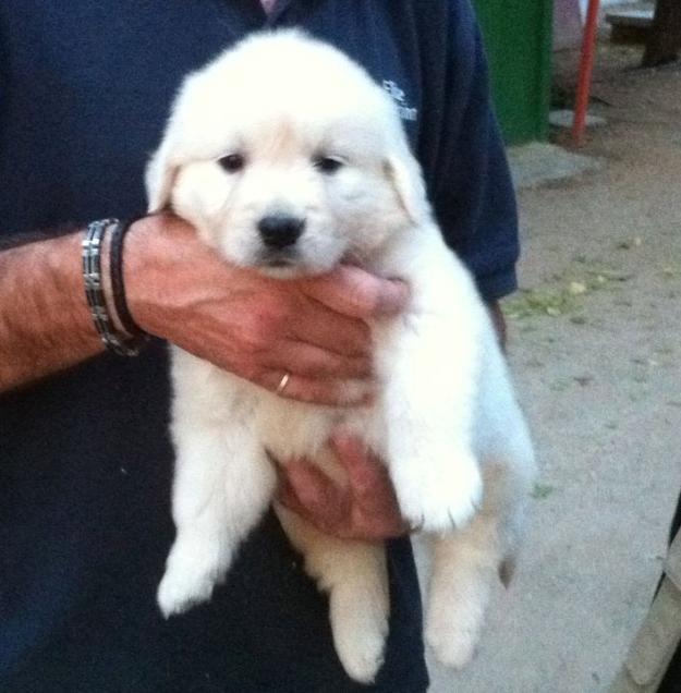 Goldens preciosos cachorros con pedigri nacionales