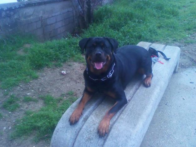 Preciosos Rottweilers